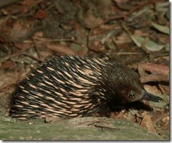 equidna1