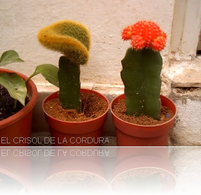 Archivo Juan Francisco-Cactus