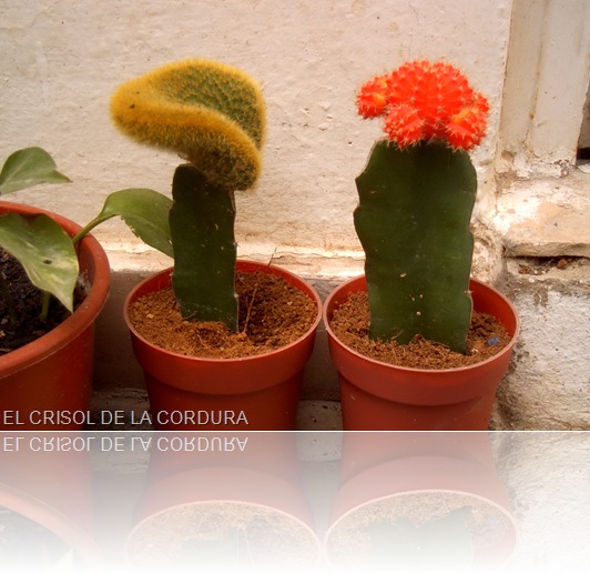 Archivo Juan Francisco-Cactus