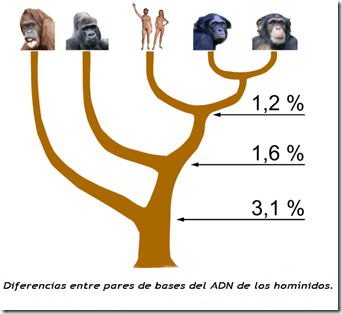 Hominidae